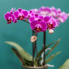 Nachtfalterorchidee lila – Phalaenopsis Orchidee – Morelia – ↕ ca. 35–45 cm – Ø 9 cm | Classy-Topf Grün