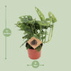 Fensterblatt - Monstera Monkey - ↕ 30 cm - Ø 12 cm