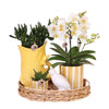 Nachtfalterorchidee - Phalaenopsis - ↕ ca. 40 cm - Ø 9 cm | 3er-Geschenkset Mediterranean Sunset inkl. Keramiktöpfen