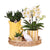 Nachtfalterorchidee - Phalaenopsis - ↕ ca. 40 cm - Ø 9 cm | 3er-Geschenkset Mediterranean Sunset inkl. Keramiktöpfen