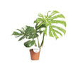 Monstera deliciosa ‚Thai Constellation'