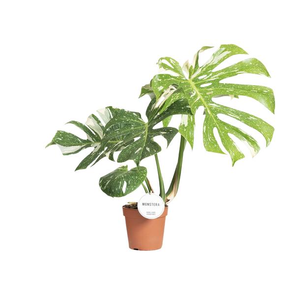 Monstera deliciosa ‚Thai Constellation'
