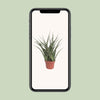 Bogenhanf - Sansevieria Fernwood Punk - ↕ 35 cm - Ø 12 cm