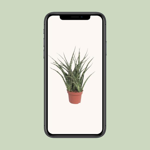 Bogenhanf - Sansevieria Fernwood Punk - ↕ 35 cm - Ø 12 cm