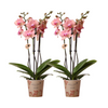 Nachtfalterorchidee - 2x Phalaenopsis rosa - KOMBI ANGEBOT - Ø 12 cm