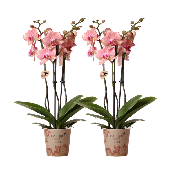 Nachtfalterorchidee - 2x Phalaenopsis rosa - KOMBI ANGEBOT - Ø 12 cm