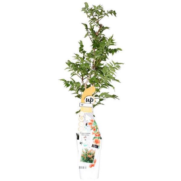 Trompetenblume – Campsis Indian Summer – ↕ 65 cm – Ø 15 cm