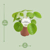 Chinesischer Geldbaum - Pilea Peperomioides - ↕ 20 cm - Ø 13 cm