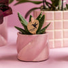 Pflanzenset Valentinstag 'Candy' – Phalaenopsis Orchidee Portugal rosa & Sukkulente – inkl. Keramik-Dekotöpfe