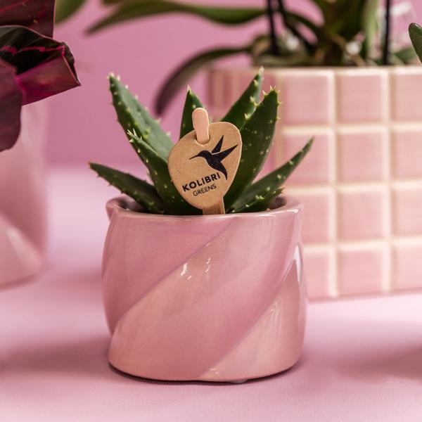 Pflanzenset Valentinstag 'Candy' – Phalaenopsis Orchidee Portugal rosa & Sukkulente – inkl. Keramik-Dekotöpfe