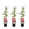3x Clematis – Clematis 'Rouge Cardinal' – ↕ 65 cm – Ø 15 cm