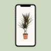 Drachenbaum - Dracaena Magenta - ↕ 80 cm - Ø 17 cm