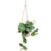 Scindapsus Pictus mit Hängetopf Oviedo natur - ↕ 25 cm - Ø 16 cm