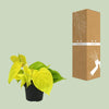 Philodendron Lime - ↕ 20 cm - Ø 12 cm