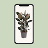 Gummibaum - Ficus Elastica Abidjan - ↕ 110 cm - Ø 27 cm