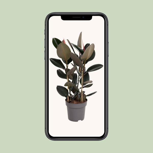 Gummibaum - Ficus Elastica Abidjan - ↕ 110 cm - Ø 27 cm