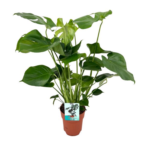Fensterblatt - Monstera Deliciosa - ↕ 60 cm - Ø 19 cm