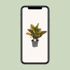 Kroton – Codiaeum Petra – ↕ 45 cm – Ø 17 cm