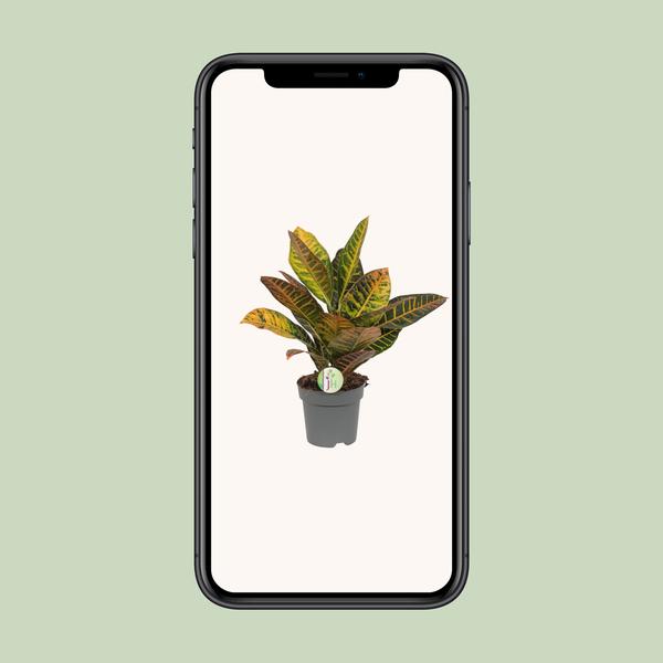 Kroton – Codiaeum Petra – ↕ 45 cm – Ø 17 cm