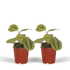 2x Pfeilwurz – Maranta Fascinator – ↕ 20 cm – Ø 12 cm