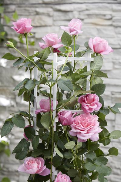 Rose - Rosa Crazy in Love Pink – ↕ 65 cm – Ø 15 cm
