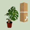 Fensterblatt - Monstera Variegata - ↕ 55 cm - Ø 14 cm
