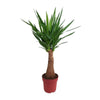 Palmlilie - Yucca Maya Tree - ↕ 100 cm - Ø 21 cm