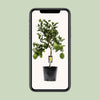 Zitronenbaum – Citrus limon – ↕ 80 cm – Ø 22 cm