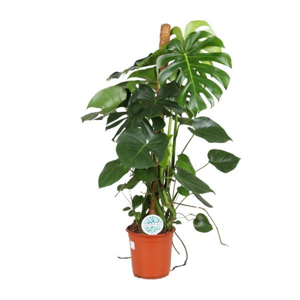 Fensterblatt - Monstera Deliciosa - ↕ 105 cm - Ø 24 cm