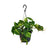 Philodendron Scandens Brasil - ↕ 35 cm - Ø 15 cm
