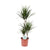 Drachenbaum - Dracaena Marginata - ↕ 115 cm - Ø 21 cm