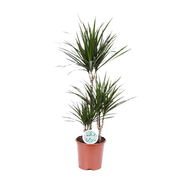 Drachenbaum - Dracaena Marginata - ↕ 115 cm - Ø 21 cm