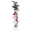 3x Kletterrose – Rosa Crazy in Love 'Red' – ↕ 65 cm – Ø 15 cm