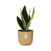 Bogenhanf - Sansevieria Futura Superba - ↕ 25–30 cm - Ø 14 cm | ELHO Vibes Fold Übertopf gelb