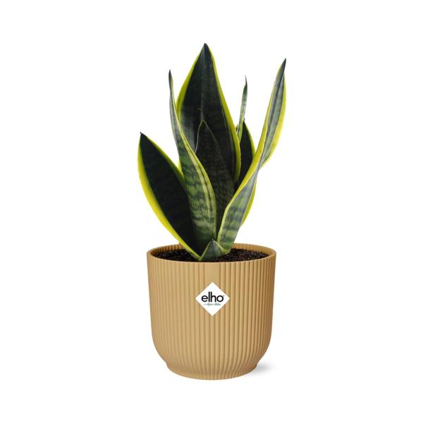 Bogenhanf - Sansevieria Futura Superba - ↕ 25–30 cm - Ø 14 cm | ELHO Vibes Fold Übertopf gelb