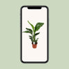 Strelitzia Nicolai - ↕ 70 cm - Ø 17 cm