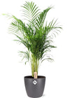 Goldfruchtpalme – Dypsis lutescens