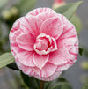 Kamelie – Camellia japonica Bonomiana – ↕ 90 cm – Ø 29 cm