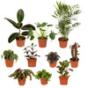 Außenseiterbox – 10 Zimmerpflanzen-Mix – Ø 12 cm