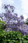 Wisteria sinensis 'Prolific' - Glyzinie - Ø15cm - ↕65cm