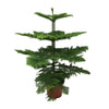 Affenbaum - Araucaria araucana - ↕ 100 cm - ø 21 cm
