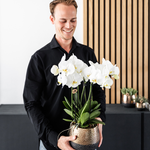 4x Nachtfalterorchidee weiß – Phalaenopsis Orchidee – Ghent – Ø 12 cm – COMBI DEAL