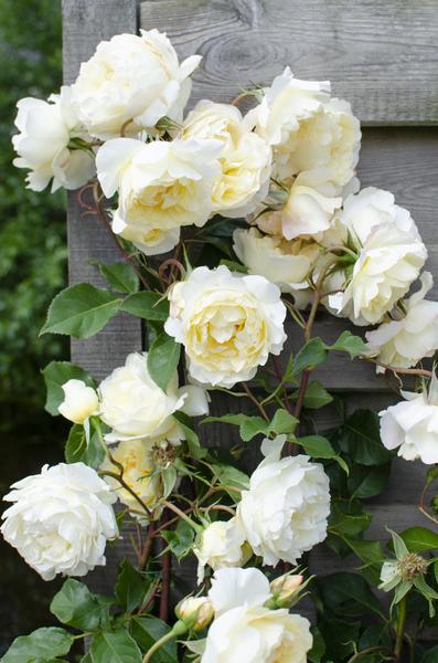 Rose - Rosa Crazy in love 'Vanilla' - Creme-Rose - Ø15cm - ↕65cm