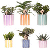 6x Sukkulenten - Mischung aus Sukkulenten - Topfgröße Ø 9 cm | Painted Stripe Übertöpfe