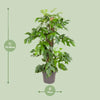 Fensterblatt - Monstera Minima - ↕ 80 cm - Ø 19 cm