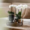 Nachtfalterorchidee - Phalaenopsis - ↕ ca. 40 cm - Ø 9 cm | 3er-Set Home Hub inkl. schwarzer Keramik-Ziertöpfe