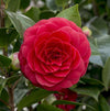 Kamelie – Camellia japonica Black Lace – ↕ 65 cm – Ø 19 cm