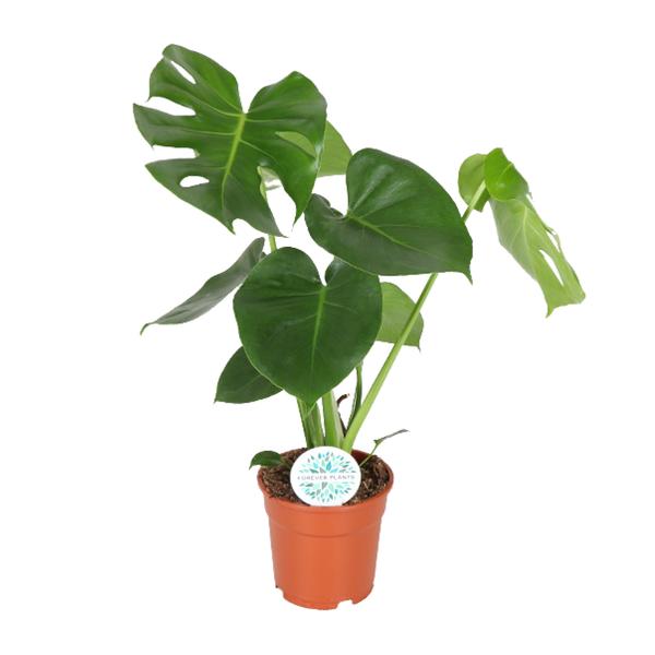 Fensterblatt - Monstera Deliciosa - ↕ 65 cm - Ø 17 cm