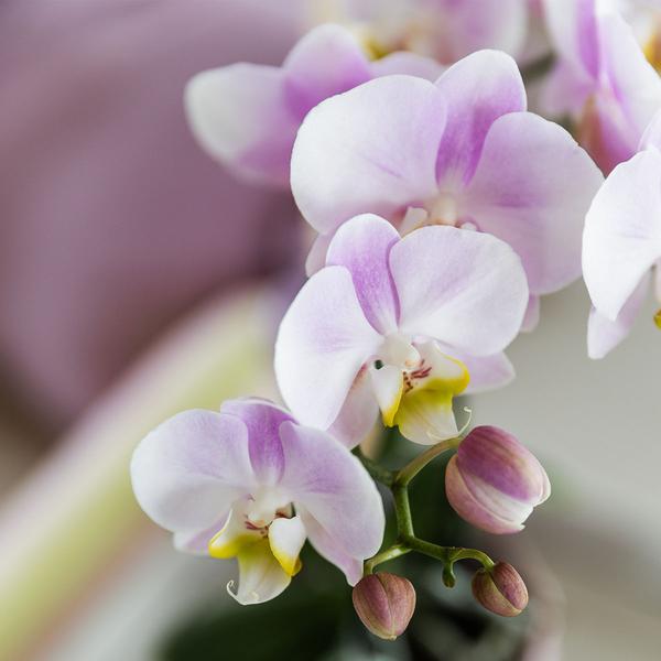 Nachtfalterorchidee - Phalaenopsis Portugal Rosa - ↕ 40 cm - Ø 9 cm