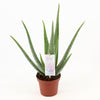 Aloe - Aloe Vera - ↕ 45 cm - Ø 14 cm
